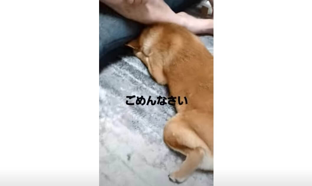 柴犬,動画