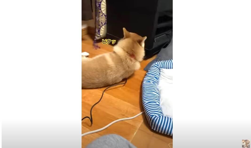 柴犬,動画