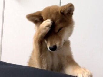 柴犬,動画