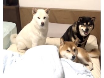 柴犬,動画