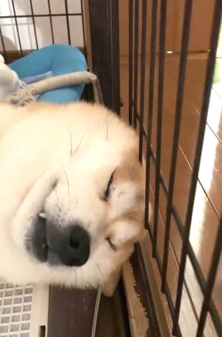 柴犬,動画