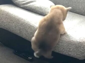 柴犬,動画