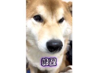 柴犬,動画