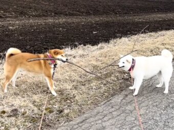 柴犬,動画