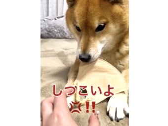 柴犬,動画