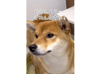 柴犬,動画