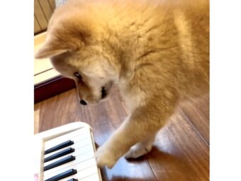 柴犬,動画