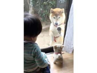 柴犬,動画