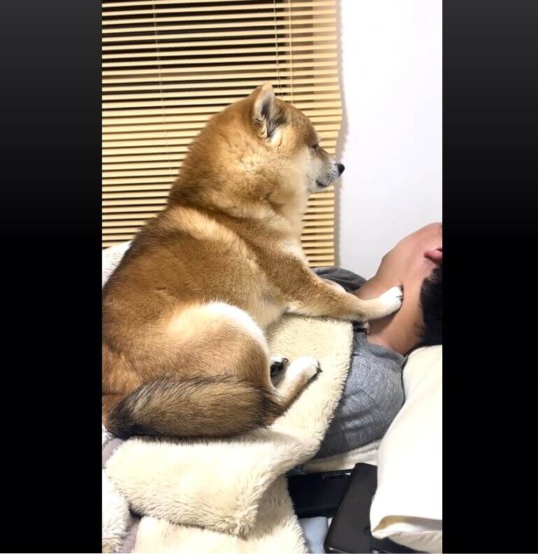 柴犬,動画