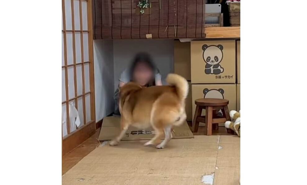柴犬,動画