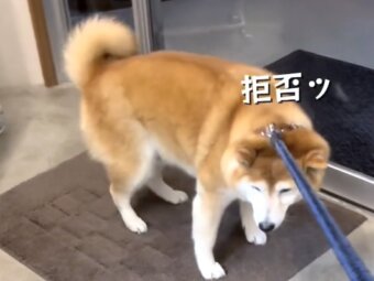 柴犬,動画