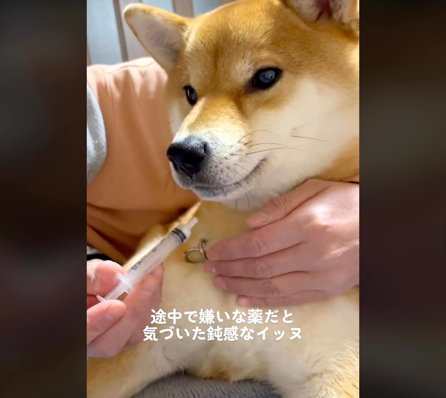 柴犬,動画