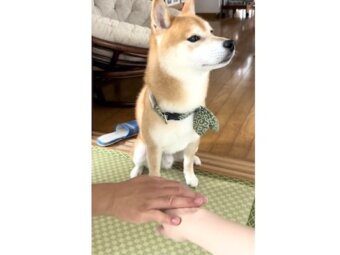 柴犬,動画