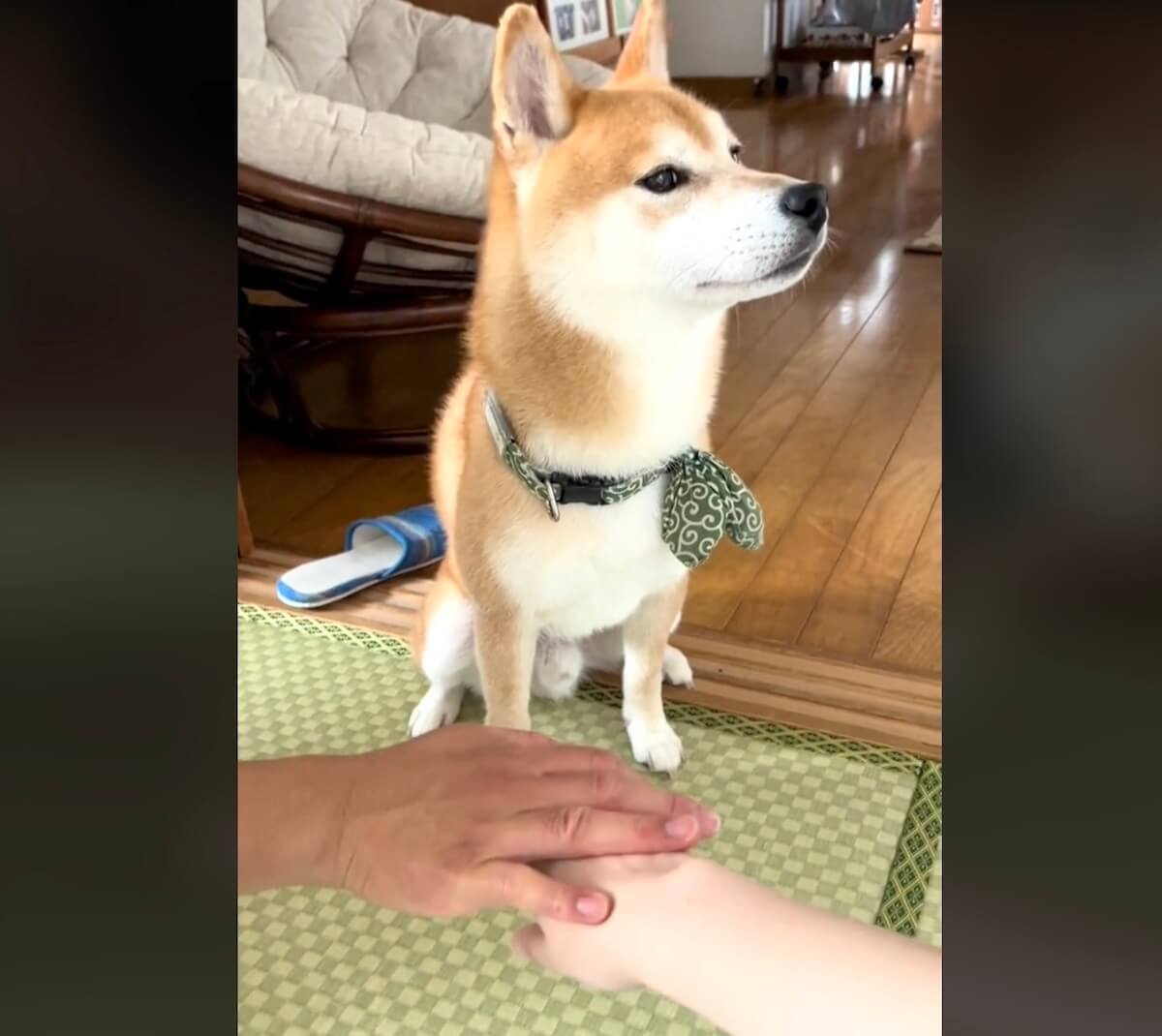 柴犬,動画
