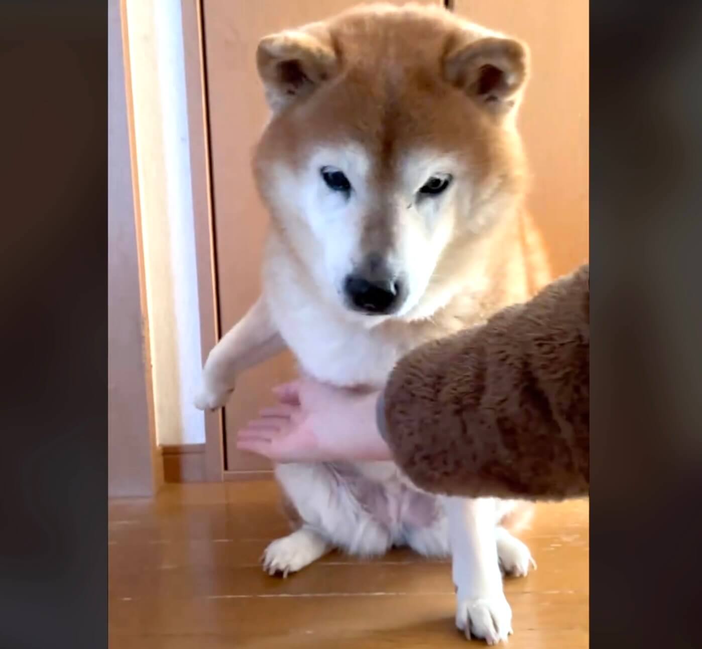 柴犬,動画