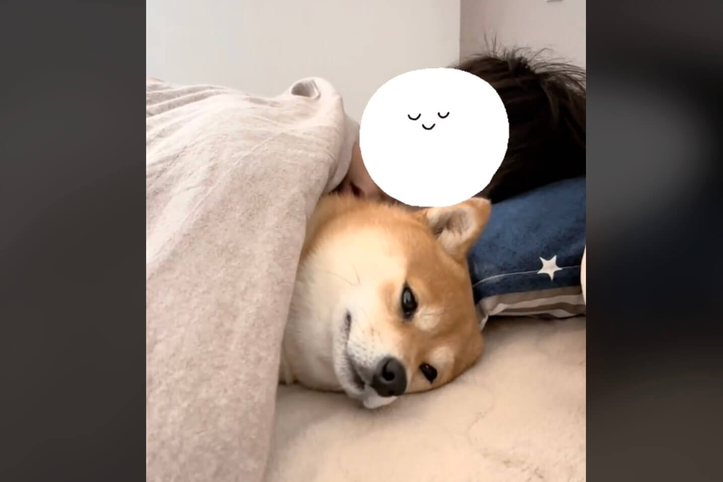 柴犬,動画