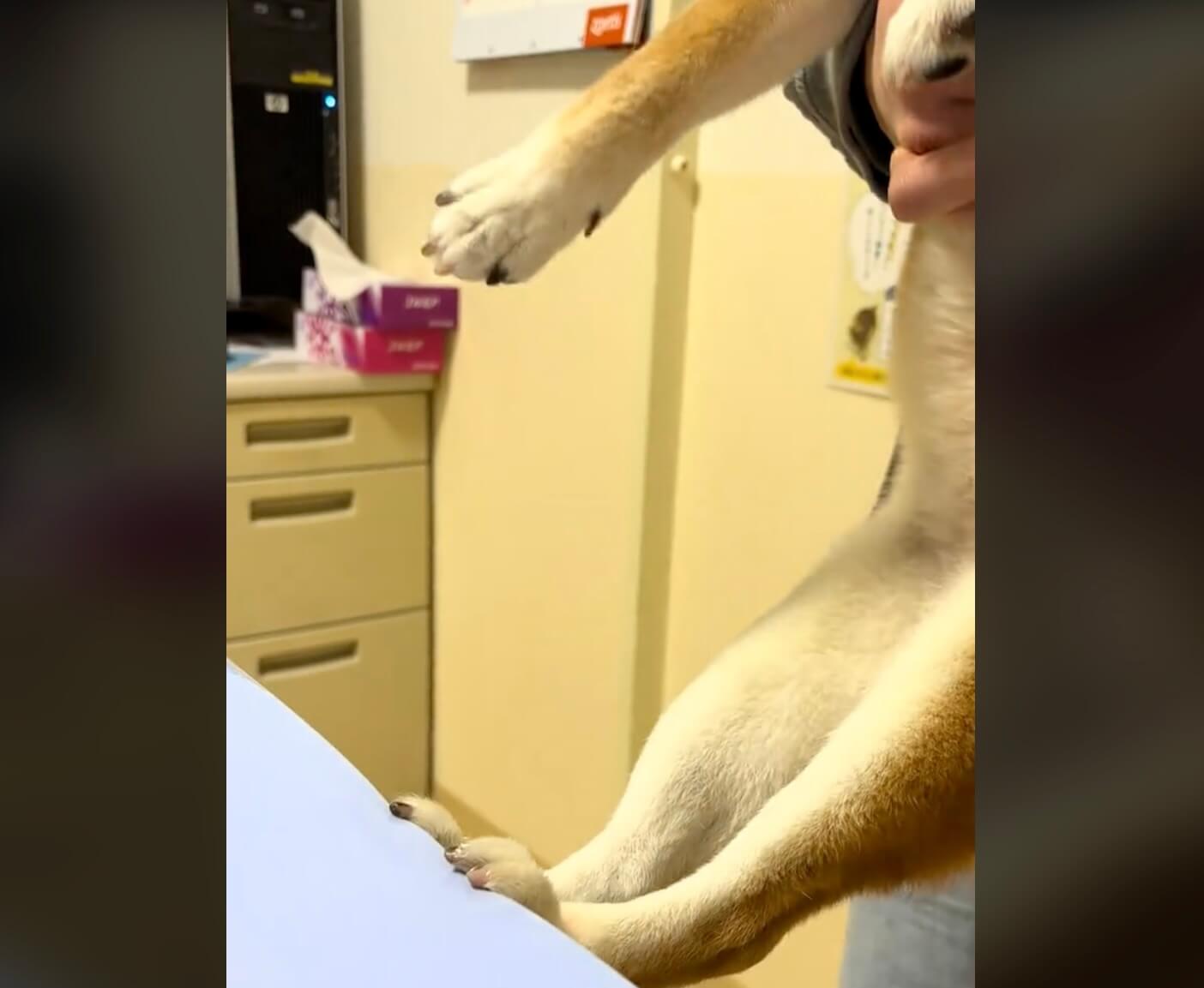 柴犬,動画