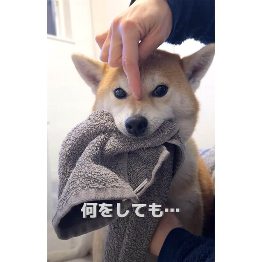 柴犬,動画