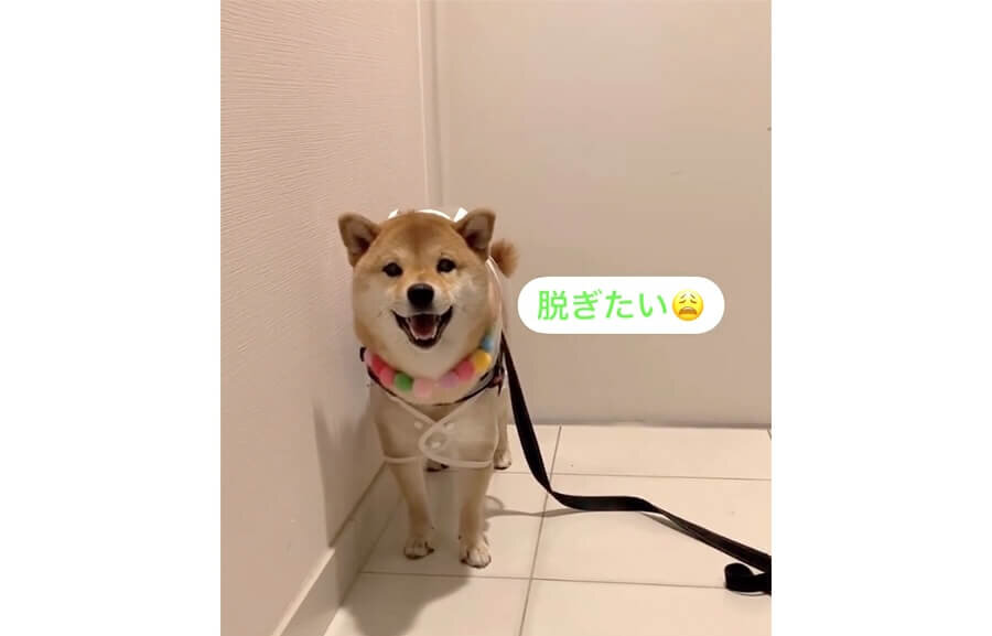 柴犬,動画