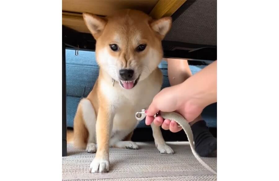 柴犬,動画