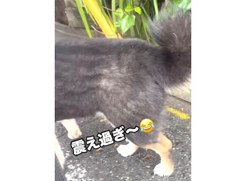 柴犬,動画