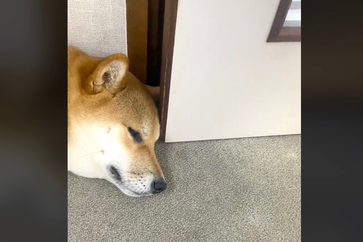 柴犬,動画
