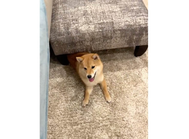 柴犬,動画