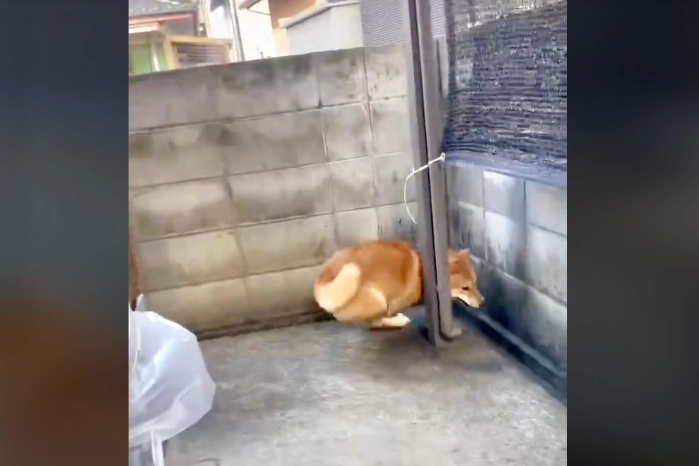 柴犬,動画