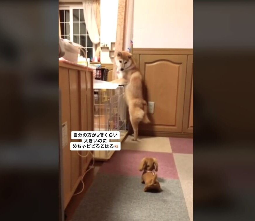 柴犬,動画