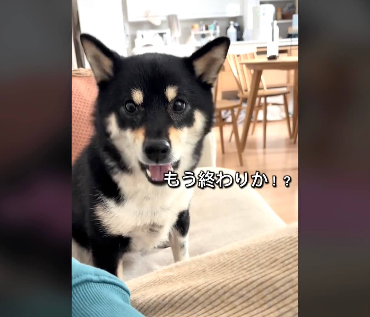 柴犬,動画