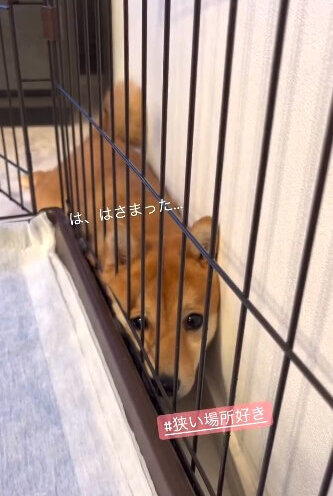 柴犬,動画