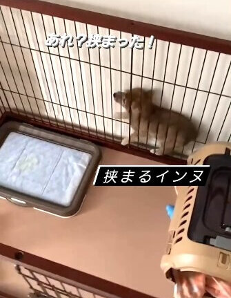 柴犬,動画