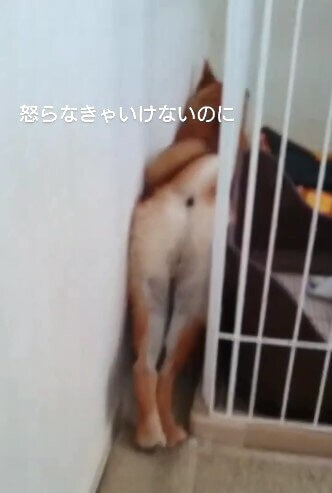 柴犬,動画