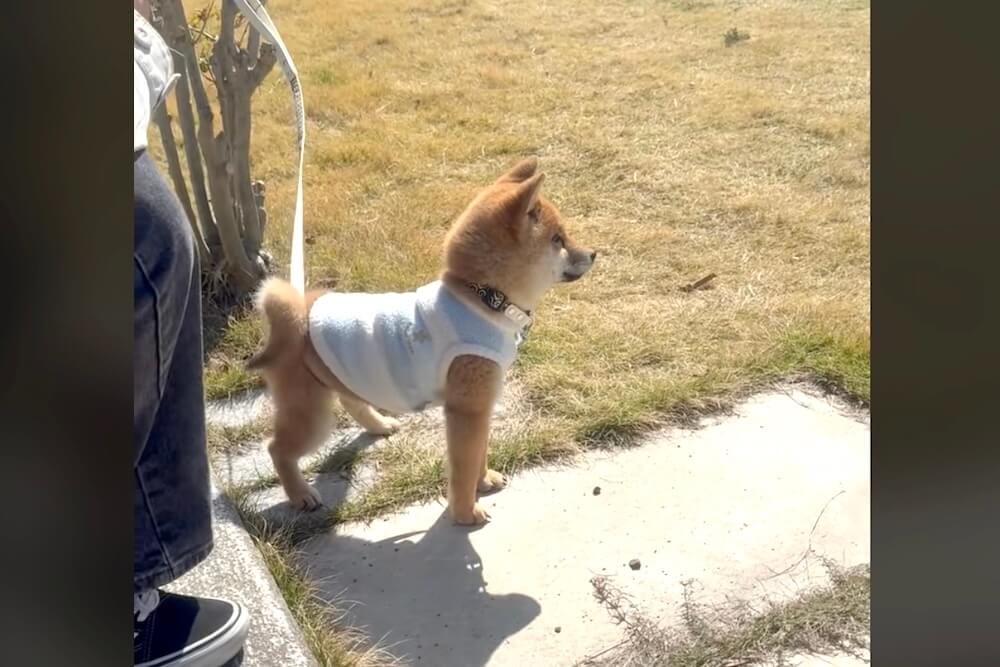 柴犬,動画