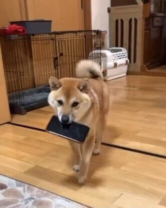 柴犬,動画