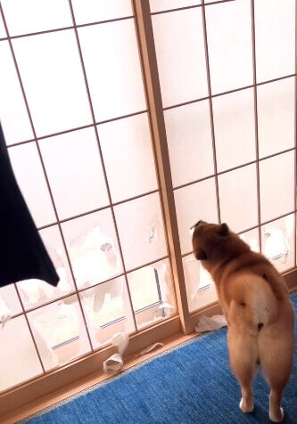 柴犬,動画