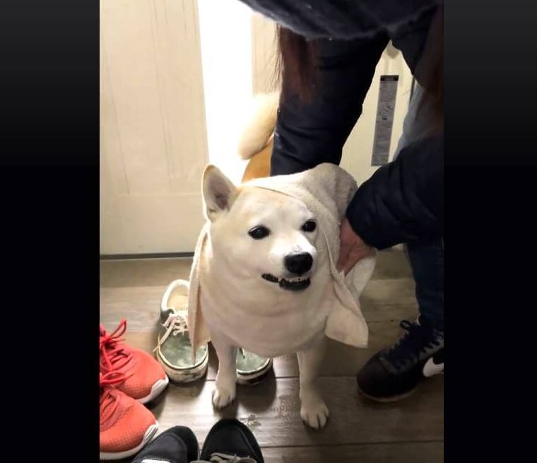柴犬,動画