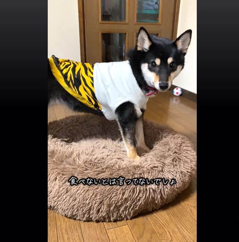 柴犬,動画