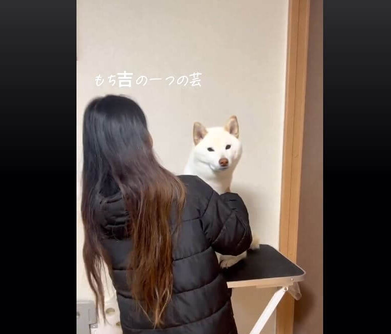 柴犬,動画