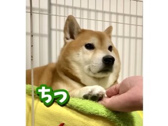 柴犬,動画