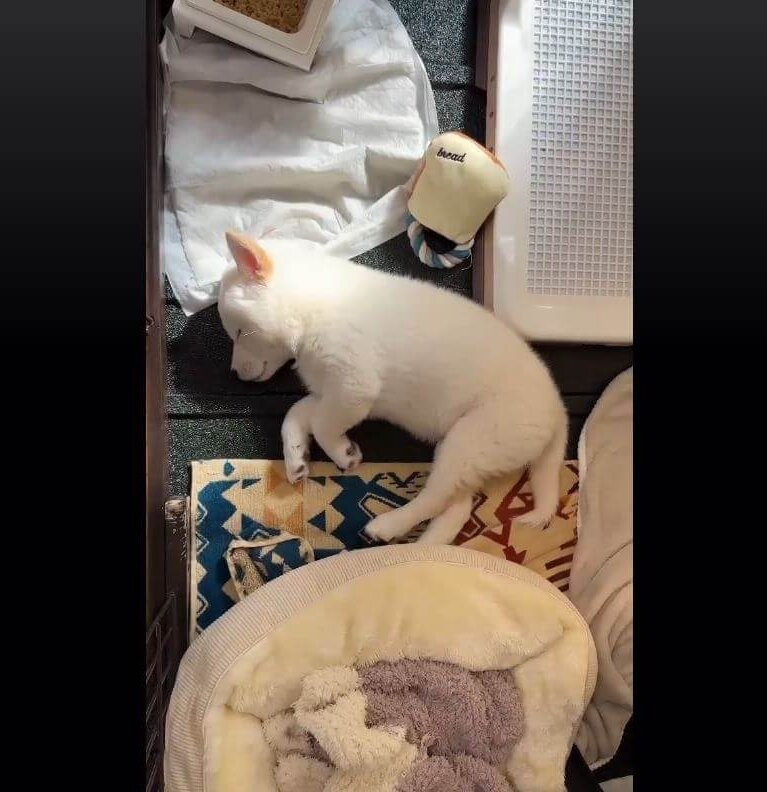 柴犬,動画