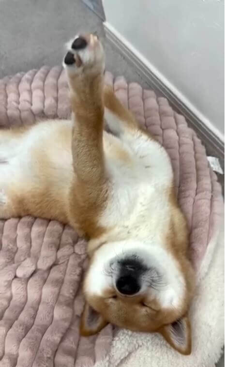 柴犬,動画