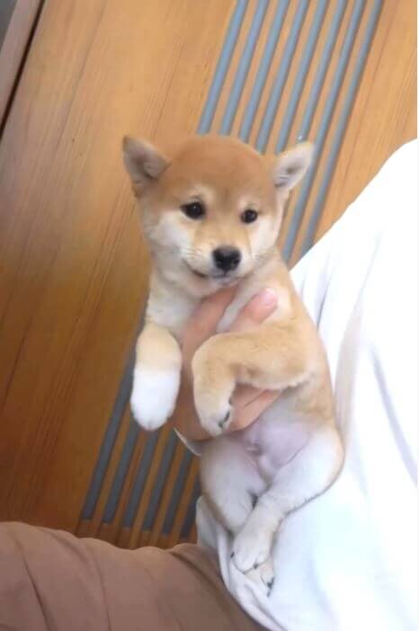 柴犬,動画