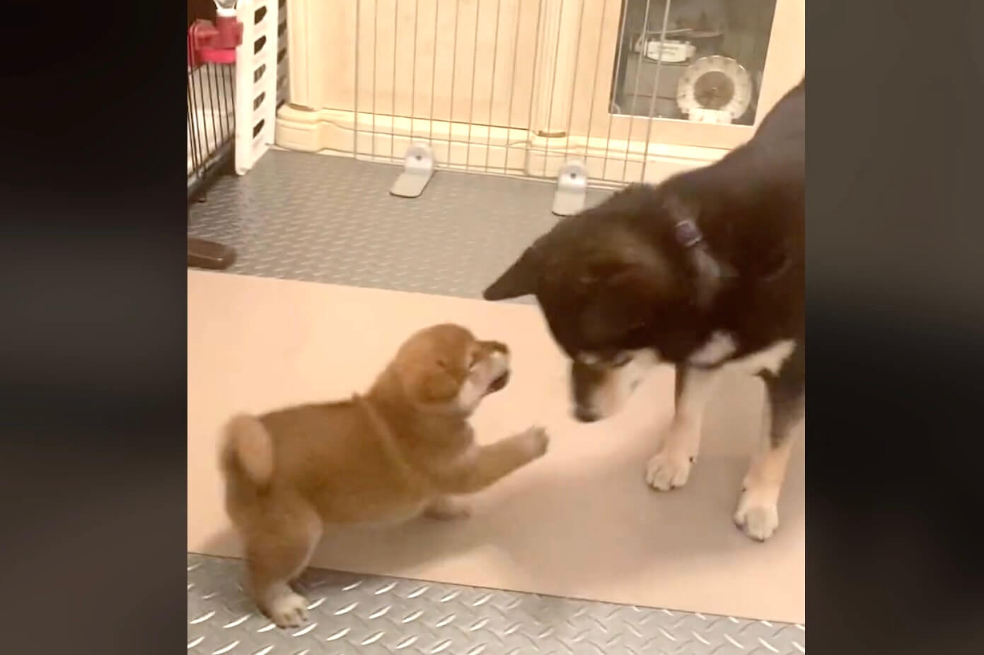 柴犬,動画