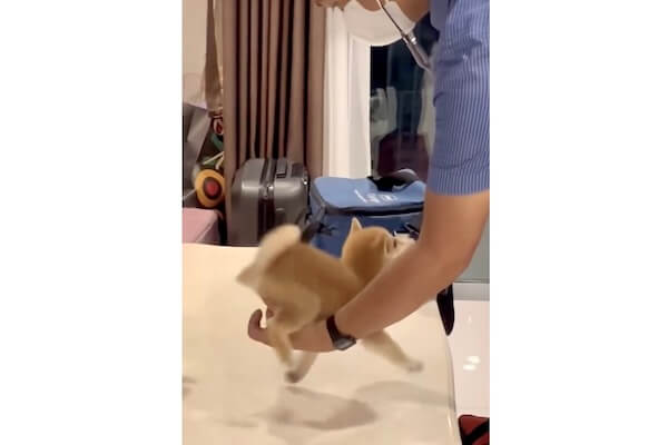 柴犬,動画