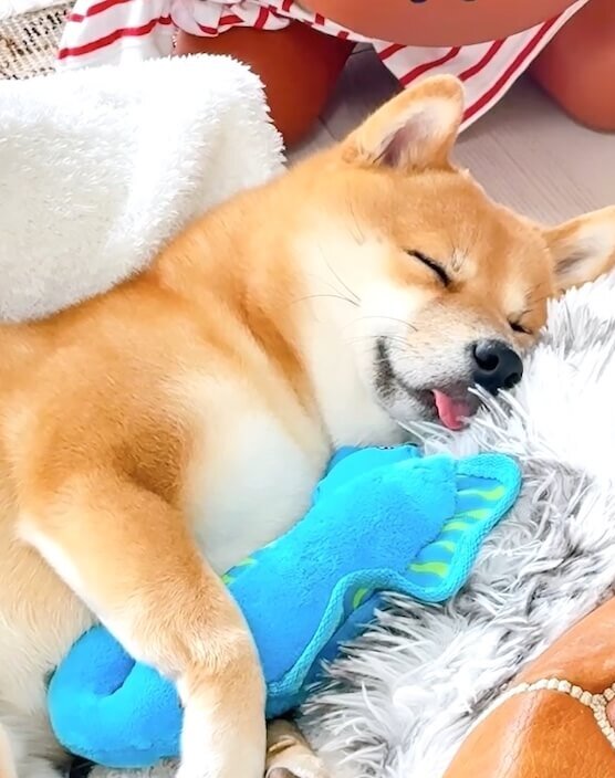 柴犬,動画