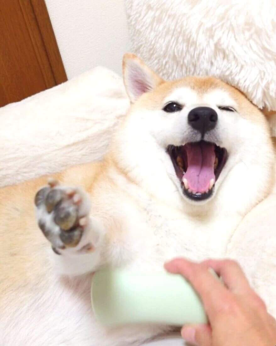 柴犬,動画