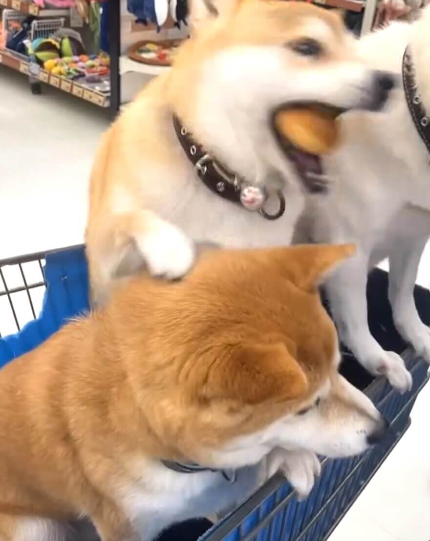 柴犬,動画