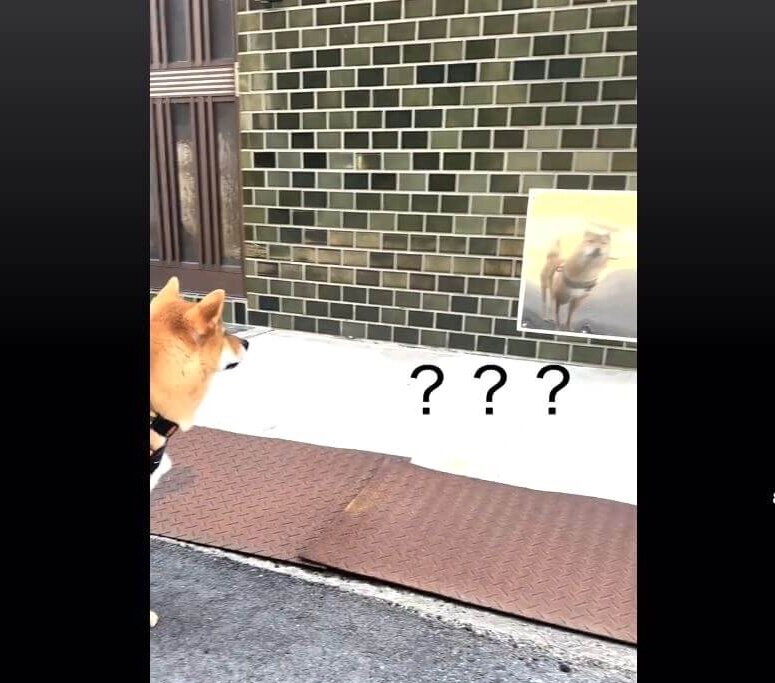 柴犬,動画