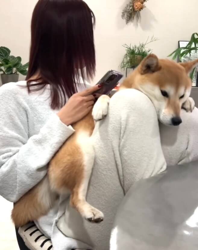 柴犬,動画